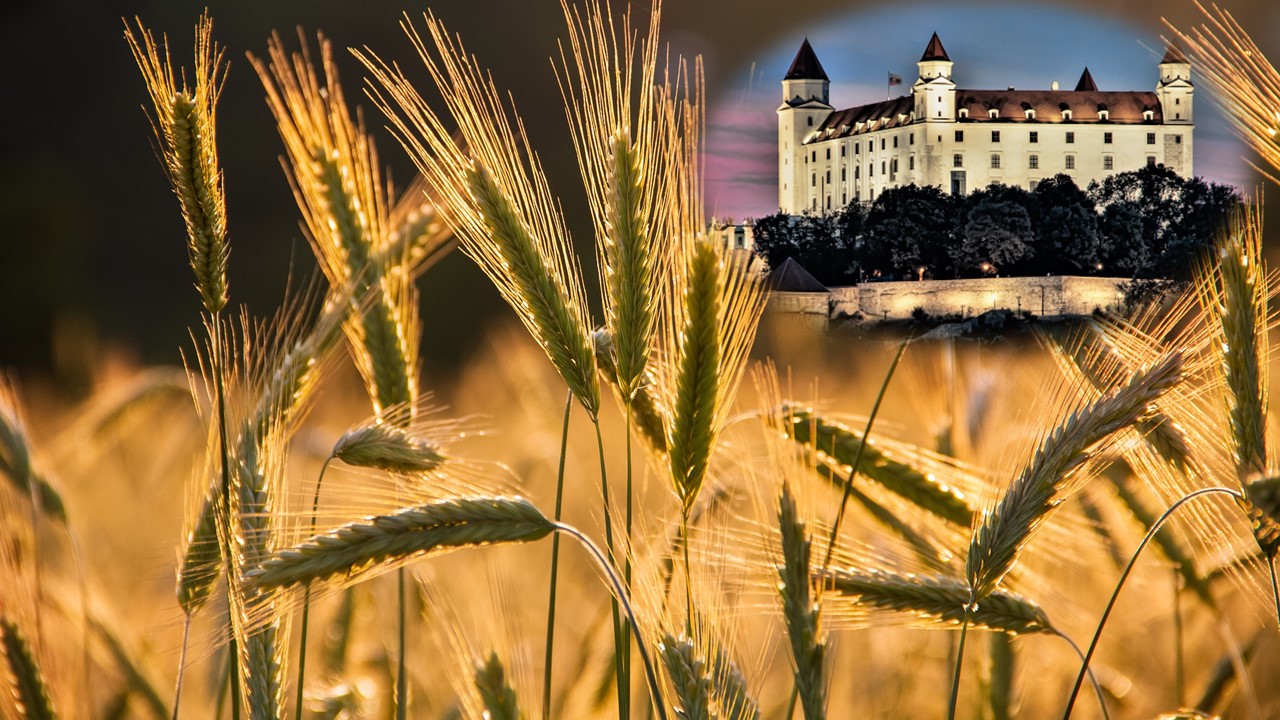 Illustration photo - barley and Bratislava castle