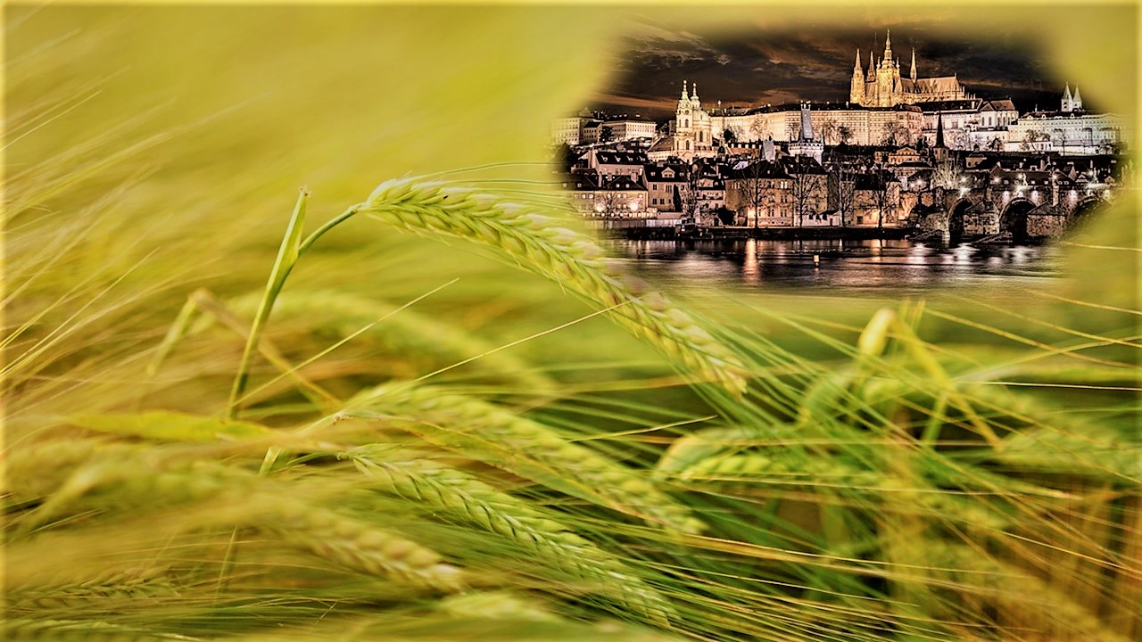 Illustration photo - barley and Prague castle