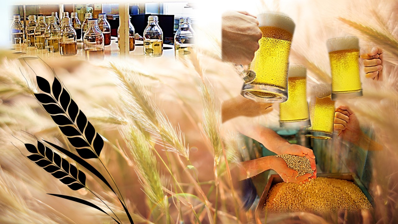 Illustration image - barley-malt-wort-beer